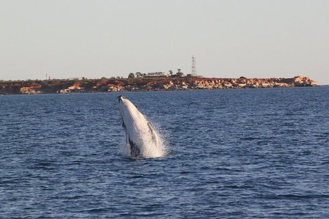 AOC Broome Whale Watching - Gold Coast Attractions 2