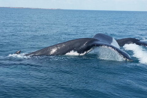 AOC Broome Whale Watching - Gold Coast Attractions 1
