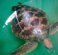 Australian Seabird Rescue - Gold Coast Attractions