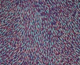 The Gate Gallery - Wollombi - Gold Coast Attractions 0