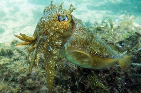 Busselton Jetty & Underwater Observatory Tour - Gold Coast Attractions 4