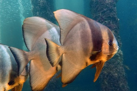 Busselton Jetty & Underwater Observatory Tour - Gold Coast Attractions 5