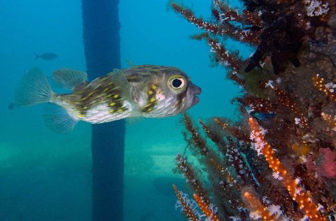 Busselton Jetty & Underwater Observatory Tour - Gold Coast Attractions 6