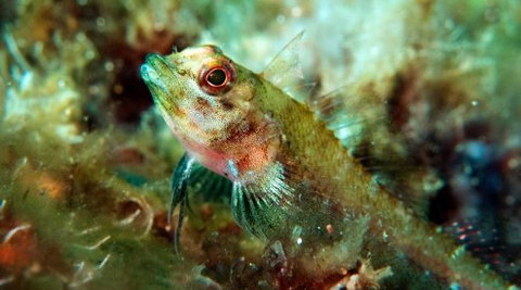 Busselton Jetty & Underwater Observatory Tour - Gold Coast Attractions 7