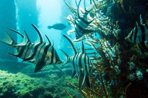 Busselton Jetty & Underwater Observatory Tour - Gold Coast Attractions 8