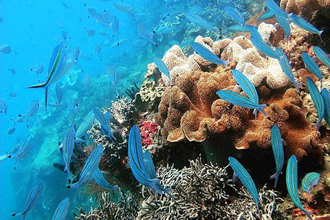 Ocean Free & Ocean Freedom - Cairns Premier Reef And Island Tours - Gold Coast Attractions 5