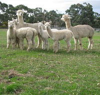 Blackgate Lodge Alpaca Stud - Gold Coast Attractions