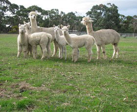 Blackgate Lodge Alpaca Stud - Gold Coast Attractions 0