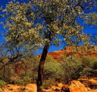 Mt Romance Australia Pty Ltd - Gold Coast Attractions