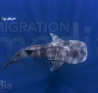Migration Media - Gold Coast Attractions