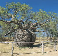 Boab Prison Tree - Gold Coast Attractions