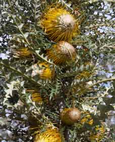 Dumberning WA Gold Coast Attractions