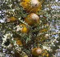 Woylie Walk Dryandra Woodland - Gold Coast Attractions