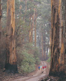 Lake Jasper WA Gold Coast Attractions