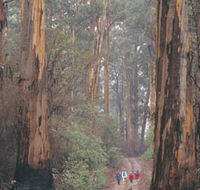 Beedelup National Park - Gold Coast Attractions