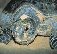 Turtle Nesting Season - Gold Coast Attractions
