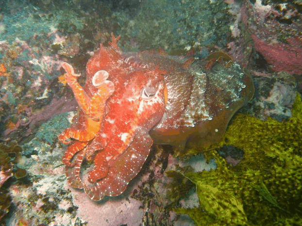 Jervis Bay Dive Charters - Gold Coast Attractions