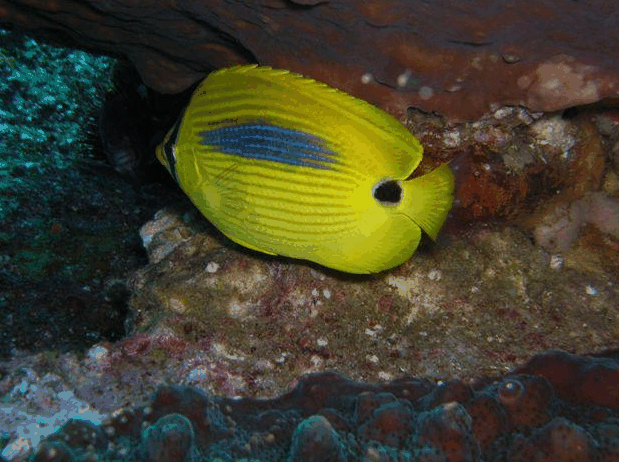 Jervis Bay Dive Charters - Gold Coast Attractions 1