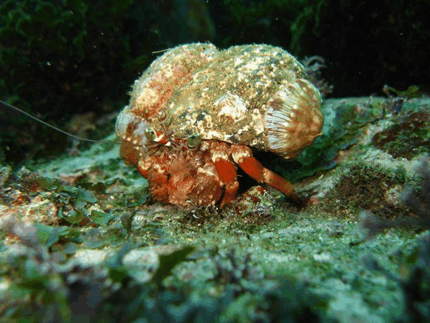 Jervis Bay Dive Charters - Gold Coast Attractions 2