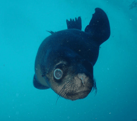 Jervis Bay Dive Charters - Gold Coast Attractions 3