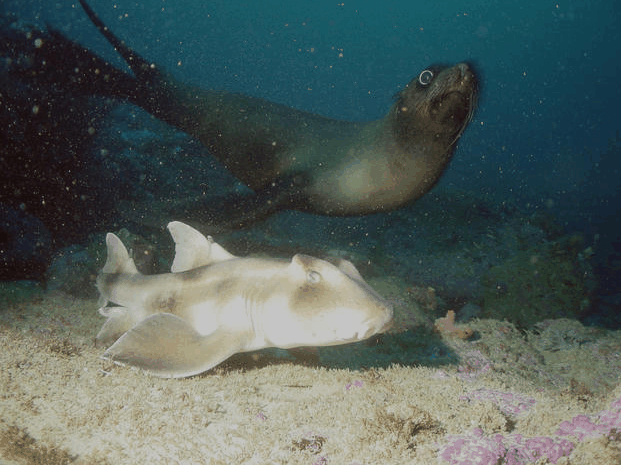 Jervis Bay Dive Charters - Gold Coast Attractions 4