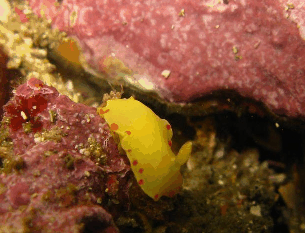 Jervis Bay Dive Charters - Gold Coast Attractions 5