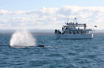 Dolphin Watch Cruises - Gold Coast Attractions