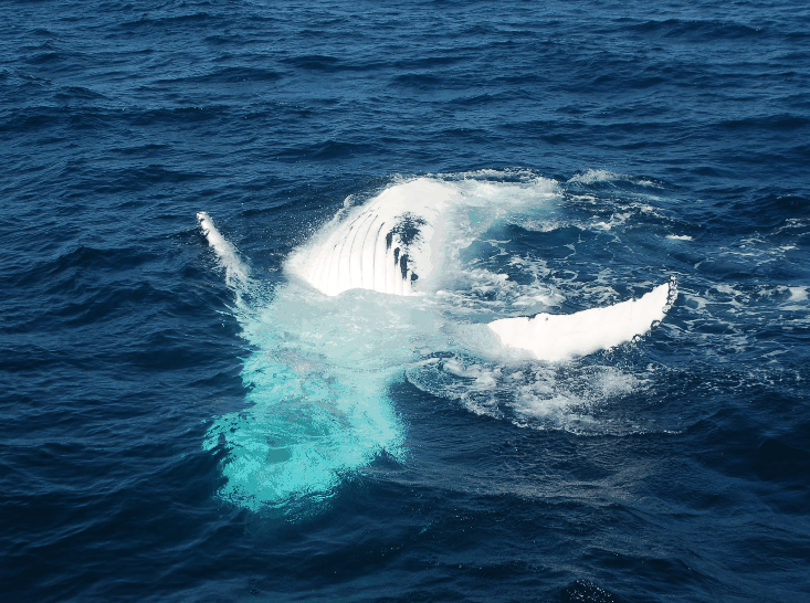 Dolphin Wild Cruises - Gold Coast Attractions