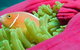 Great Adventures Reef And Green Island Cruises - thumb 2
