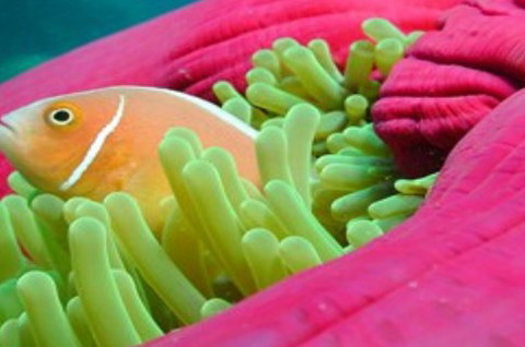 Great Adventures Reef And Green Island Cruises - Gold Coast Attractions 2