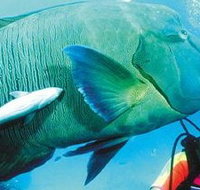 Aristocat Snorkel and Scuba Port Douglas - Gold Coast Attractions