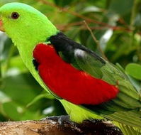 Birdworld Kuranda - Gold Coast Attractions