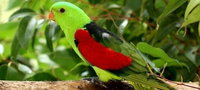 Birdworld Kuranda