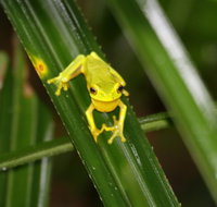 Daintree River Cruise Centre - Gold Coast Attractions