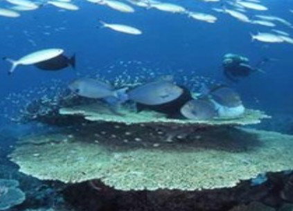 Deep Sea Divers Den - Gold Coast Attractions 2
