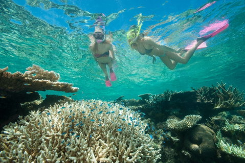 Down Under Cruise And Dive - Gold Coast Attractions 4