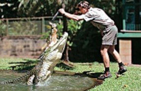Reef And Rainforest Connections - Gold Coast Attractions 3