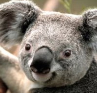Wildlife Habitat - Gold Coast Attractions