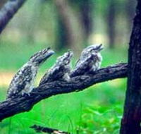 Undara Experience - Gold Coast Attractions