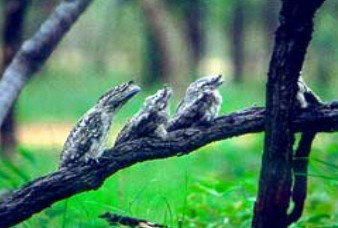 Undara Experience - Gold Coast Attractions 0