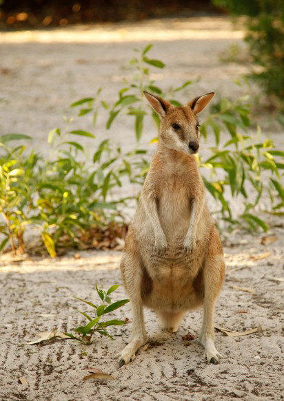 An Island Hideaway - Gold Coast Attractions 4
