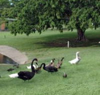 Anzac Park and Ululah Lagoon - Gold Coast Attractions