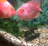 Eastern City Chinese Restaurant - Gold Coast Attractions