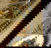 Holbrook Chinese Restaurant - Gold Coast Attractions