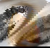 The Magpie Cafe - Gold Coast Attractions