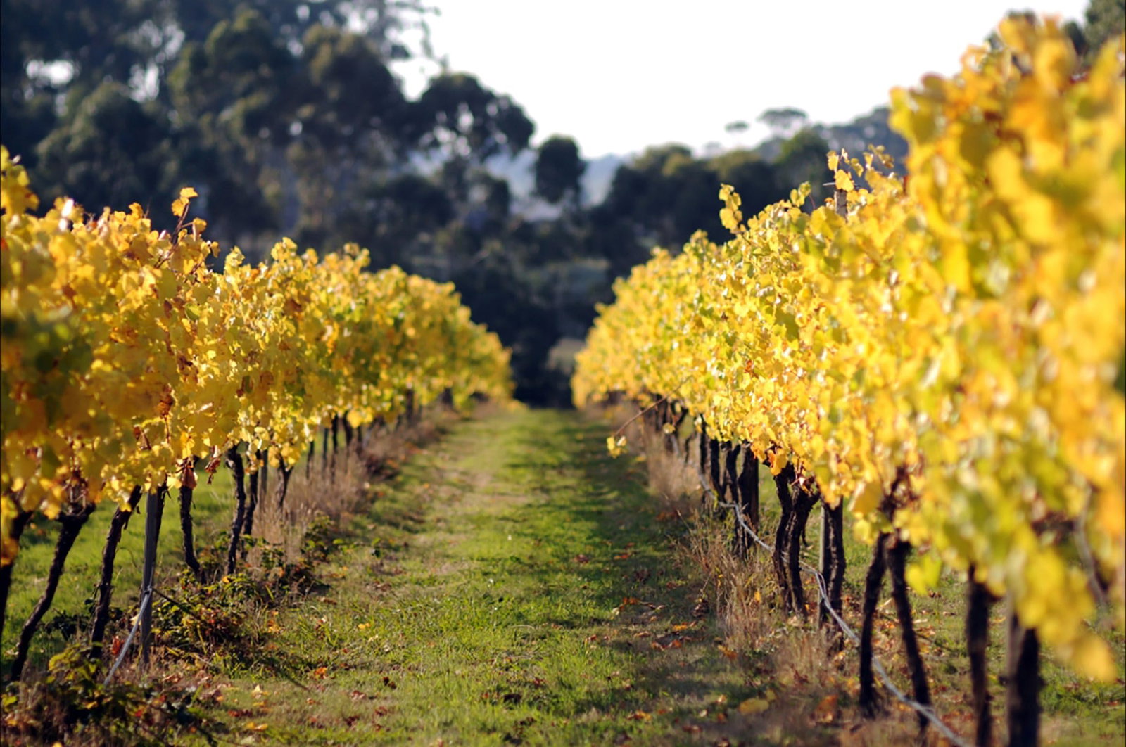  Gold Coast Attractions