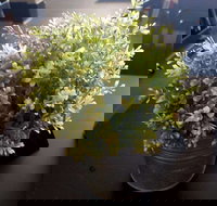 Wonderlust Cafe - Gold Coast Attractions