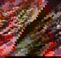 Cantina On Capri - Gold Coast Attractions