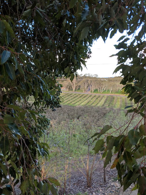 Paracombe Premium Perry - Gold Coast Attractions 1