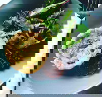 Park Bench Espresso Bar - Gold Coast Attractions